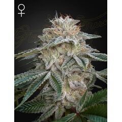 Super Lemon Haze x GMO, Фасовка: 1